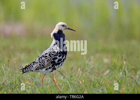 Kampfläufer (Philomachus pugnax), male in einer Wiese, Niederlande, Friesland Stockfoto