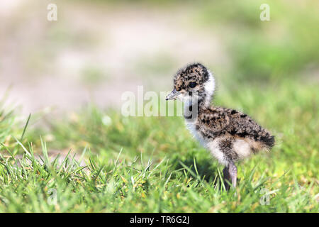 Northern Kiebitz (Vanellus vanellus), Küken in einer Wiese, Niederlande, Friesland Stockfoto