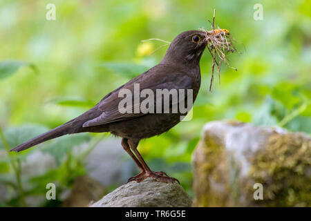 Amsel (Turdus merula), männlich sammeln Nistmaterial und halten es in der Rechnung, Schweiz, Sankt Gallen Stockfoto