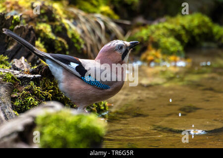 Eichelhäher (Garrulus glandarius), Trinken an einem Wasser Platz im Wald, Schweiz, Sankt Gallen Stockfoto