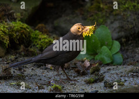 Amsel (Turdus merula), männlich sammeln Nistmaterial und halten es in der Rechnung, Schweiz, Sankt Gallen Stockfoto