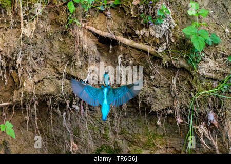 Fluss Eisvogel (Alcedo atthis), in seiner Zucht graben mit einem Fisch in der Stückliste, in der Schweiz fliegen, Bodensee Stockfoto