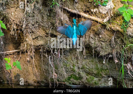 Fluss Eisvogel (Alcedo atthis), in seiner Zucht graben mit einem Fisch in der Stückliste, in der Schweiz fliegen, Bodensee Stockfoto