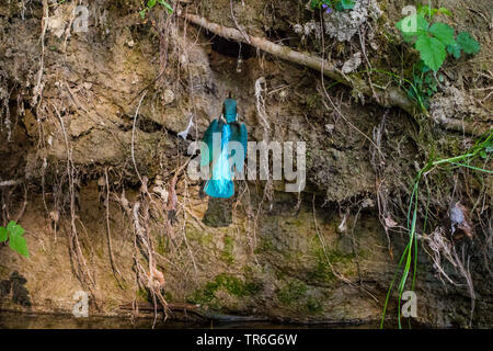 Fluss Eisvogel (Alcedo atthis), in seiner Zucht graben mit einem Fisch in der Stückliste, in der Schweiz fliegen, Bodensee Stockfoto