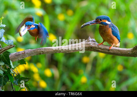 Fluss Eisvogel (Alcedo atthis), Paar auf einem Zweig mit Fischen in der Stückliste, in der Schweiz sitzen, Bodensee Stockfoto