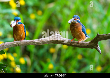 Fluss Eisvogel (Alcedo atthis), Paar auf einem Zweig mit Fischen in der Stückliste, in der Schweiz sitzen, Bodensee Stockfoto