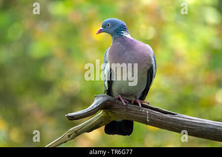 Ringeltaube (Columba palumbus), auf einem toten Zweig und Futtersuche, Schweiz sitzen, Sankt Gallen Stockfoto