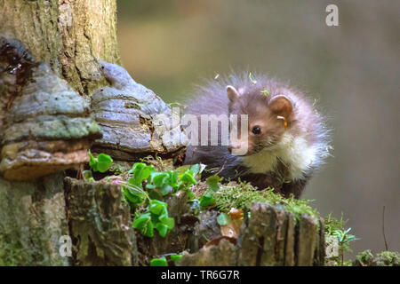 Steinmarder, Steinmarder, Weiße Breasted Marder (Martes foina), junge steinmarder Nahrungssuche an einem alten Baum, der Tschechischen Republik, Hlinsko Stockfoto