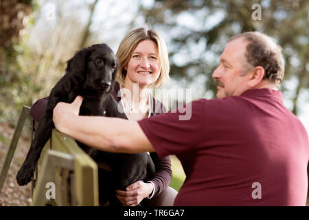 Flat Coated Retriever (Canis lupus f. familiaris), ein Paar mit jungen Hund sitzen auf einer Bank im Wald, Deutschland Stockfoto