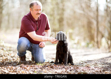 Flat Coated Retriever (Canis lupus f. familiaris), Mann mit Welpen im Wald, Deutschland Stockfoto