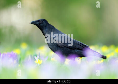 Kolkrabe (Corvus Corax), auf einem crocus Rasen, Deutschland, Nordrhein-Westfalen Stockfoto