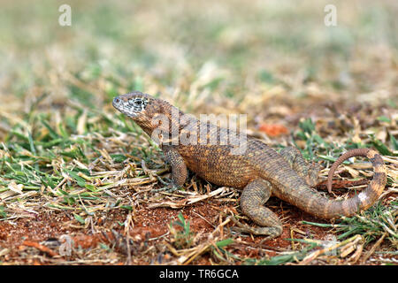 Kubanische Curlytail Lizard (leiocephalus Cubensis), auf dem Boden sitzend, Kuba, Varadero Stockfoto