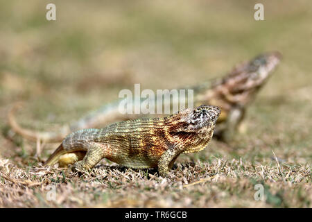 Kubanische Curlytail Lizard (leiocephalus Cubensis), auf dem Boden sitzend, Kuba, Varadero Stockfoto