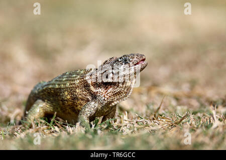 Kubanische Curlytail Lizard (leiocephalus Cubensis), auf dem Boden sitzend, Kuba, Varadero Stockfoto