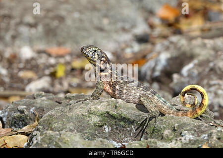 Kubanische Curlytail Lizard (leiocephalus Cubensis), der auf einem Felsen, Kuba, Varadero Stockfoto