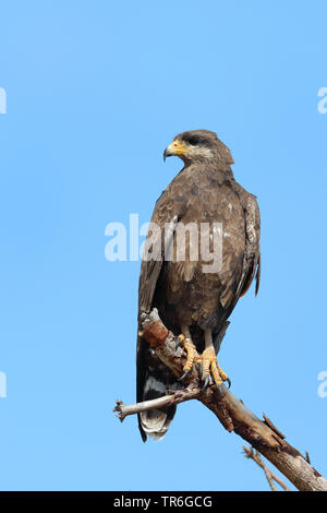 Gemeinsame Black Hawk (Buteogallus Anthracinus), sitzt auf einem Ast, Kuba, Cayo Coco Stockfoto