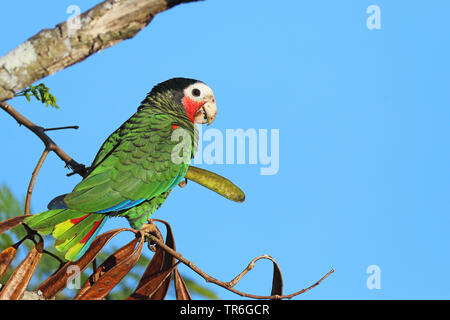 Kubanische Amazon (Amazona leucocephala), sitzt auf einem Baum, Kuba, Zapata Nationalpark Stockfoto