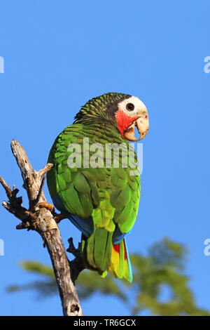 Kubanische Amazon (Amazona leucocephala), sitzt auf einem Baum, Kuba, Zapata Nationalpark Stockfoto