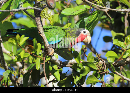 Kubanische Amazon (Amazona leucocephala), sitzt auf einem Baum, Kuba, Zapata Nationalpark Stockfoto