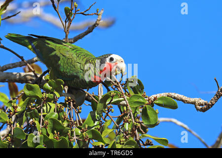 Kubanische Amazon (Amazona leucocephala), sitzt auf einem Baum Fütterung, Kuba, Zapata Nationalpark Stockfoto