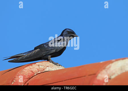 Kubanische Martin (Progne cryptoleuca), männlich Sitzen auf einem Dach, Kuba, Casilda Stockfoto