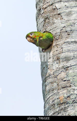 Kubanische Sittiche (Aratinga euops), Peering von Ist-Zucht Höhle auf einem Palm, Kuba, Najasa Stockfoto