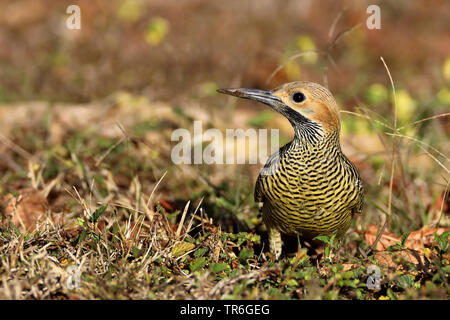 Die fernandina Flicker (Colaptes fernandinae), auf dem Boden, Kuba, Zapata Nationalpark Stockfoto