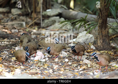 Blue-headed Quail dove (Starnoenas cyanocephala), Gruppe auf der Suche nach Nahrung auf dem Boden, Kuba, Zapata Nationalpark Stockfoto