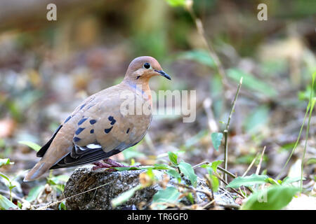 Zenaida dove (Zenaida aurita), auf dem Boden sitzend, Kuba, Cayo Coco Stockfoto