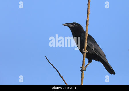 Kubanische Palm-Crow (Corvus Minutus), sitzend in einem Zweig, Kuba, Najasa Stockfoto