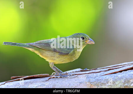 Painted Bunting (Passerina ciris), Weibliche auf einem Baum, Kuba, Cayo Coco Stockfoto