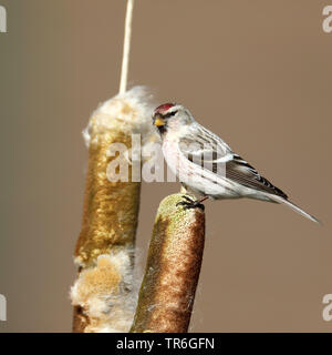 Arktis redpoll, Hoary redpoll (Carduelis hornemanni), auf einem cattail, Niederlande, Gelderland Stockfoto