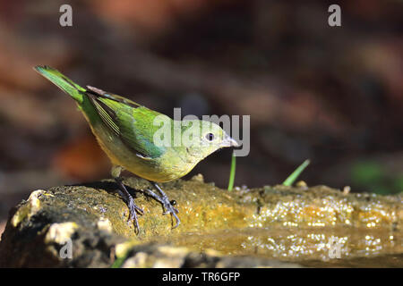 Painted Bunting (Passerina ciris), weiblichen Ein trinken Trog, Kuba, Cayo Coco Stockfoto