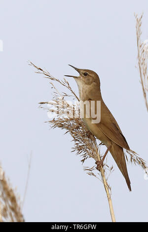 Der Savi Warbler (Locustella luscinioides), auf Reed, Singen, Niederlande, Friesland Stockfoto