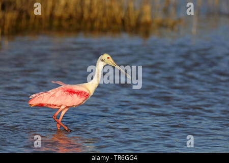 Rosalöffler (Ajaia ajaia ajaja, Platalea, Ajaia ajaja), im flachen Wasser der Mangroven, Kuba, Cayo Coco Stockfoto