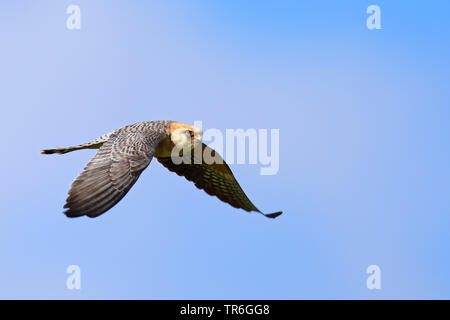 Western Red-footed Falcon (Falco vespertinus), fliegende Weiblich, Griechenland, Lesbos Stockfoto