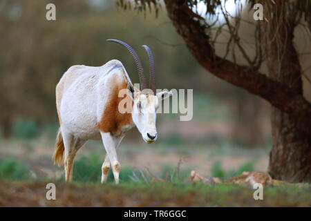 Scimitar Oryx, scimitar-horned Oryx (Oryx dammah), Wandern einzelne Tier, Marokko, Souss Massa Nationalpark Stockfoto