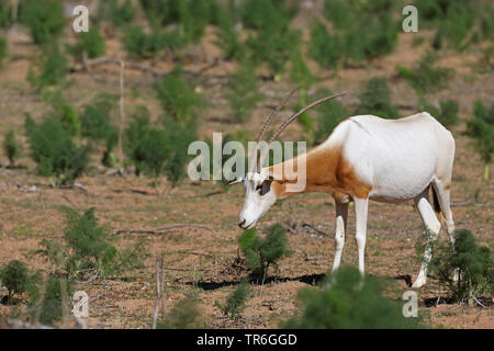 Scimitar Oryx, scimitar-horned Oryx (Oryx dammah), Essen für die einzelnen Tiere, Marokko, Souss Massa Nationalpark Stockfoto