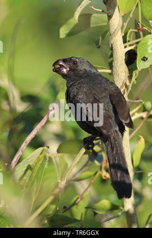 Kubanische Gimpel (Melopyrrha nigra), Fütterung auf Beeren in einem Busch, Kuba, Cayo Coco Stockfoto