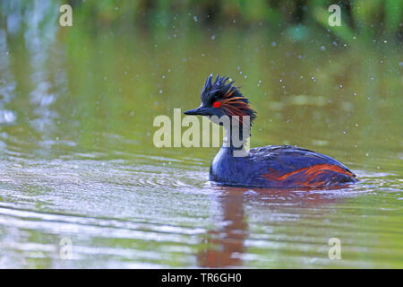 Schwarzhalstaucher (Podiceps nigricollis), Schwimmen in der Zucht Gefieder, Niederlande, Groningen Stockfoto