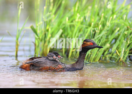 Schwarzhalstaucher (Podiceps nigricollis), Schwimmen mit Küken auf der Rückseite, Niederlande, Groningen Stockfoto