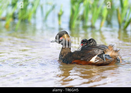 Schwarzhalstaucher (Podiceps nigricollis), Schwimmen mit Küken auf der Rückseite, Niederlande, Groningen Stockfoto