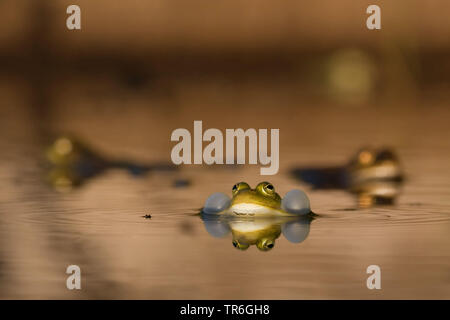 Europäische Wasserfrosch, gemeinsame Wasserfrosch (Rana esculenta, Rana kl. esculenta, Pelophylax esculentus), zwei Männchen quaken, Deutschland, Nordrhein-Westfalen, Bergisches Land Stockfoto