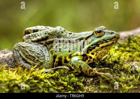 Europäische Wasserfrosch, gemeinsame Wasserfrosch (Rana esculenta, Rana kl. esculenta, Pelophylax esculentus), sitzend auf Moss, Deutschland, Nordrhein-Westfalen, Bergisches Land Stockfoto