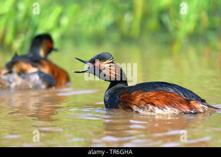 Schwarzhalstaucher (Podiceps nigricollis), Schwimmen in der Zucht Gefieder und Aufruf, Niederlande, Groningen Stockfoto