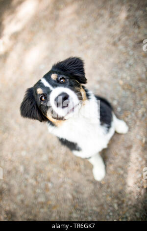 Australian Shepherd (Canis lupus f. familiaris), schielen Welpe, Deutschland Stockfoto