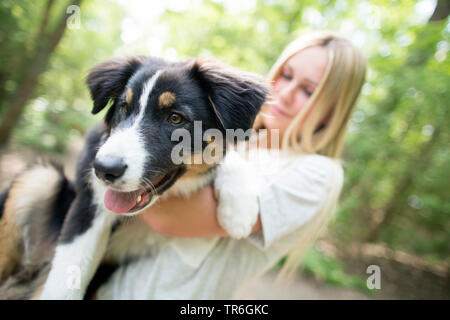 Australian Shepherd (Canis lupus f. familiaris), junge blonde Frau mit einem Welpen auf dem Arm, Deutschland Stockfoto