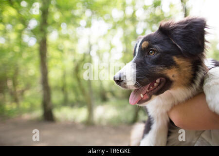 Australian Shepherd (Canis lupus f. familiaris), Welpe Porträt auf dem Arm, Deutschland Stockfoto
