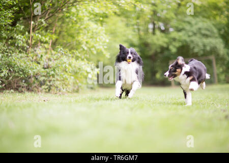 Australian Shepherd (Canis lupus f. familiaris), toben mit einem Welpen in einer Wiese, Deutschland Stockfoto