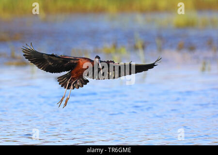 Glossy ibis (Plegadis falcinellus), Landung im Wasser, Griechenland, Lesbos Stockfoto